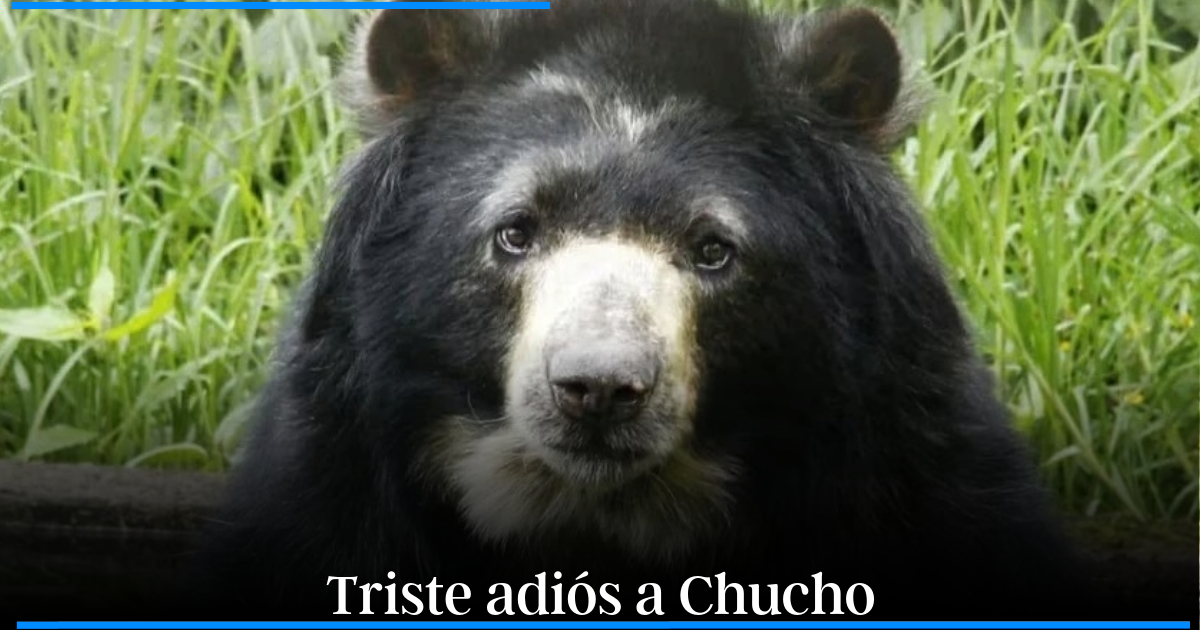 Chucho El Oso De Anteojos Que Cambi La Ley Su Muerte Deja Un Legado